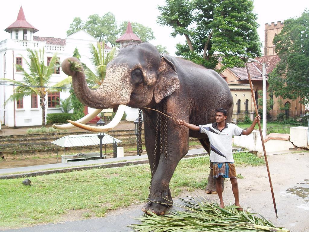 Strathisla Tea Estate Bungalow Matale Eksteriør bilde
