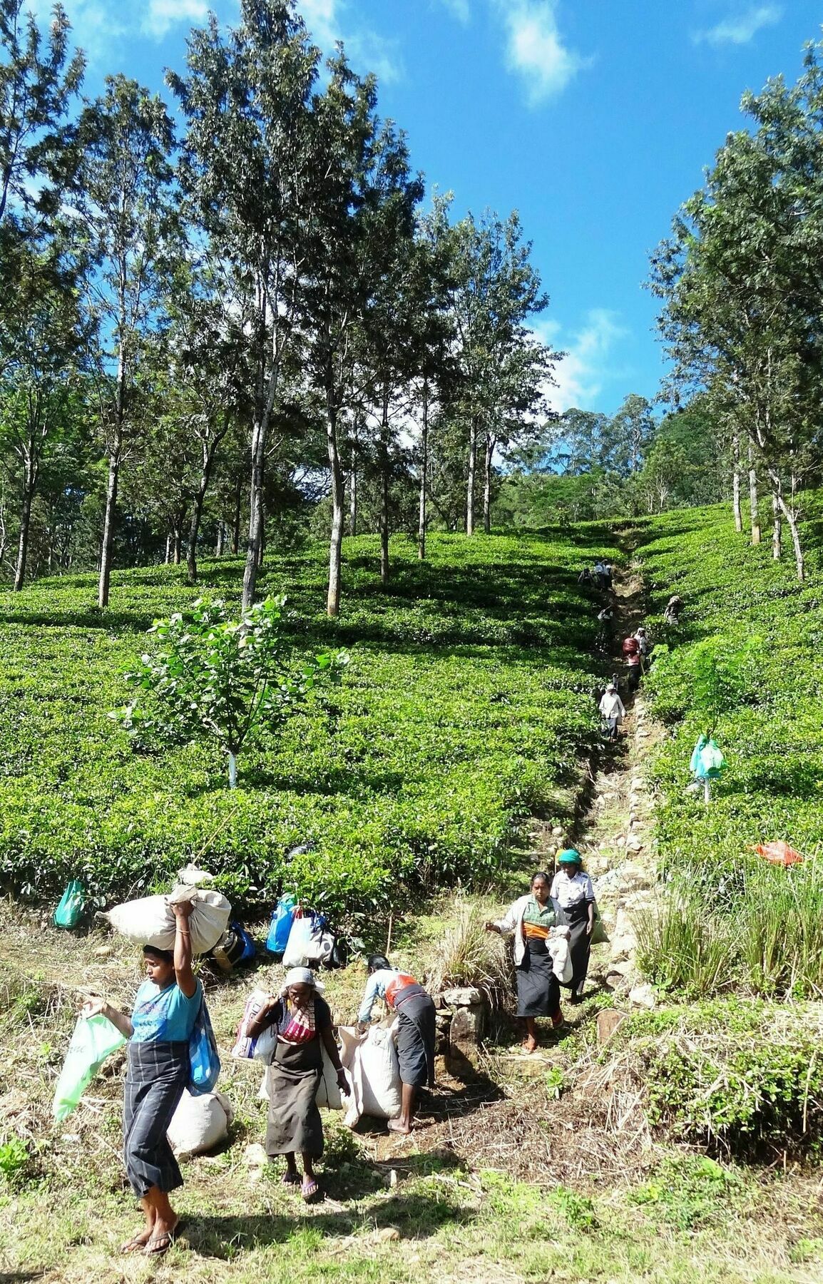 Strathisla Tea Estate Bungalow Matale Eksteriør bilde